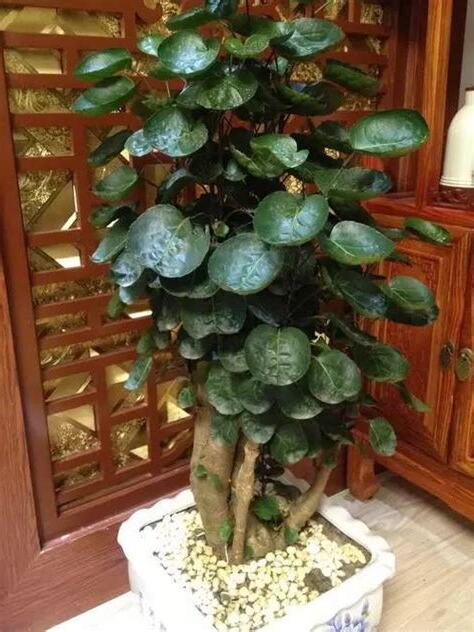 福 祿 桐擋煞